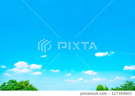 Blue sky, clouds and grove 127169003