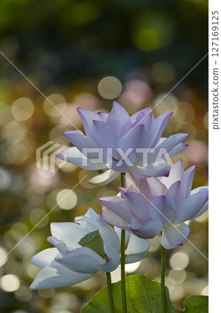 A water lily in full bloom shining in the light A water lily in full bloom shining in the light 127169125