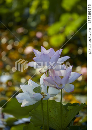 白蓮花 127169126