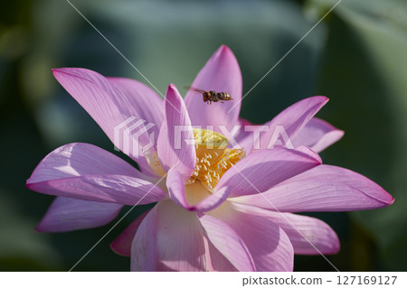 蜜蜂在哈斯花上 蜜蜂在哈斯花上 127169127
