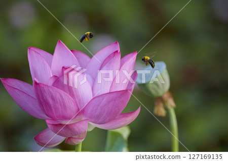 蓮花和木蜂 蓮花和木蜂 127169135