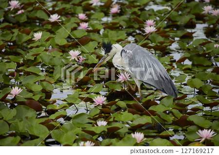 Lotus leaves and foxtails 127169217