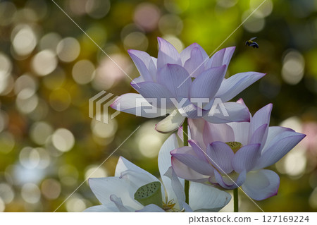 Water lilies floating on the water 127169224