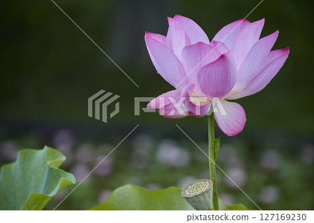 風景與蓮花 127169230