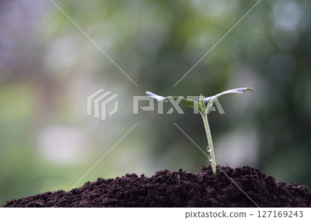 Vegetable plant growing macro closeup with dew water droplets Vegetable plant growing macro closeup with dew water droplets 127169243