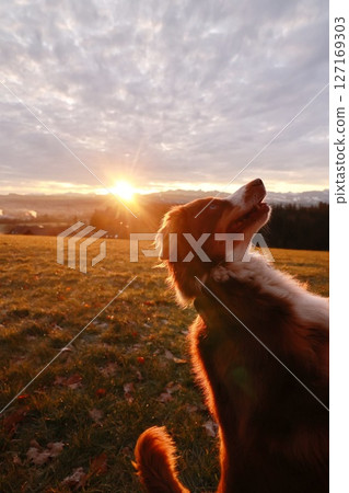 A dog is standing in a field with a beautiful sunset in the background A dog is standing in a field with a beautiful sunset in the background 127169303