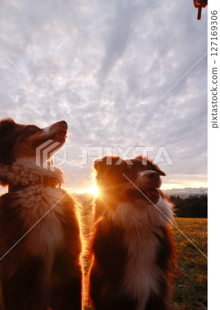 Two dogs are standing in a field, looking up at the sun 127169306