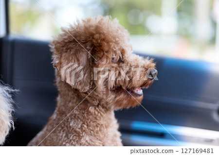 玩具貴賓犬看著窗外 127169481