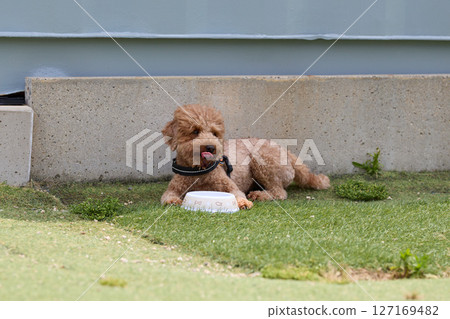 玩具貴賓犬飲用水 玩具貴賓犬飲用水 127169482