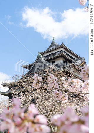 島根縣國寶松江城天守櫻花節 127169767