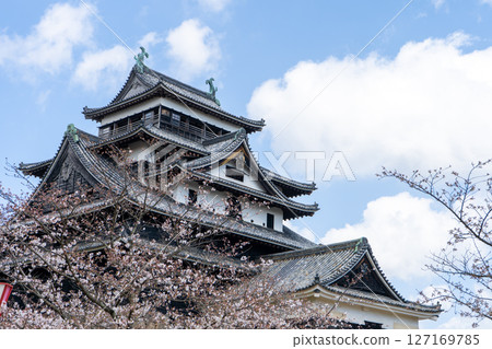 Shimane Prefecture: Cherry blossoms and the keep of Matsue Castle, a national treasure 127169785