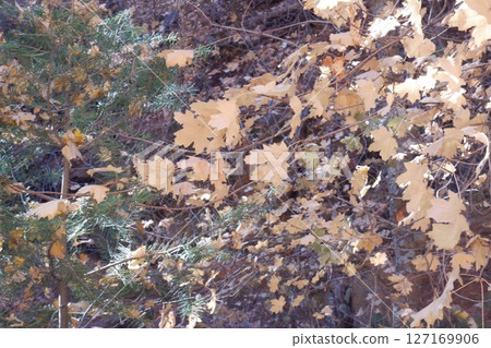 Arizona Nature 127169906