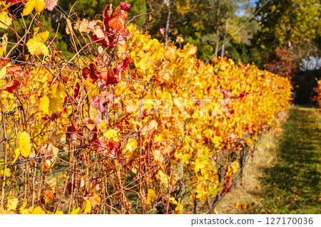 Mornington Peninsula Vines in Australia Mornington Peninsula Vines in Australia 127170036