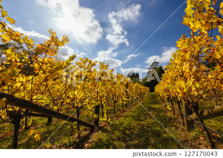 Mornington Peninsula Vines in Australia 127170043