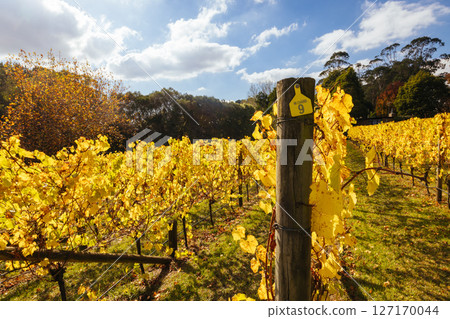 Mornington Peninsula Vines in Australia 127170044