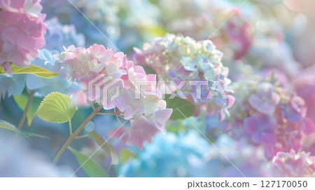 夢幻般的淡彩色繡球花 127170050