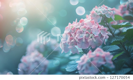 Fantastic pastel-colored hydrangeas 127170054
