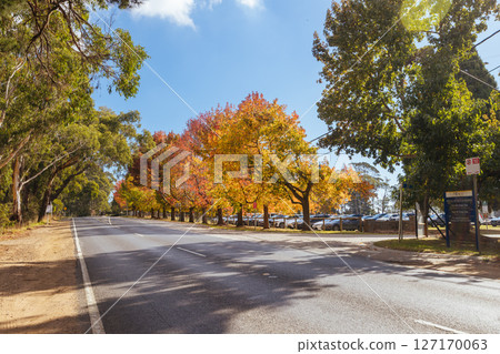 Autumn in Red Hill Australia 127170063