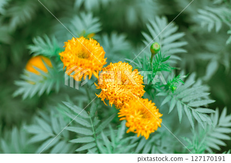 Close up Marigold flowers Close up Marigold flowers 127170191