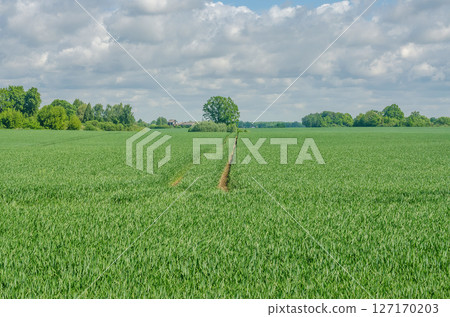 Lush green field with tractor path leading to a lone tree under cloudy sky. High quality photo Lush green field with tractor path leading to a lone tree under cloudy sky. High quality photo 127170203