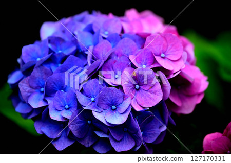hydrangea flower 127170331