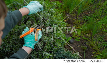 With gloved hands, shears are used to prune lavender bushes. Seasonal gardening work includes trimming. With gloved hands, shears are used to prune lavender bushes. Seasonal gardening work includes trimming. 127170476