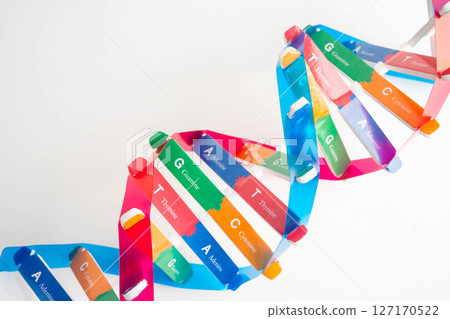 DNA molecule spiral structure model isolated on white background, chromosome and gene chemical science biology. 127170522