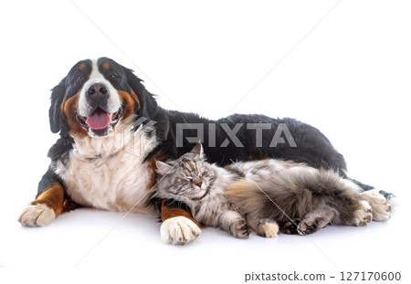 maine coon cat and bernese mountain dog maine coon cat and bernese mountain dog 127170600