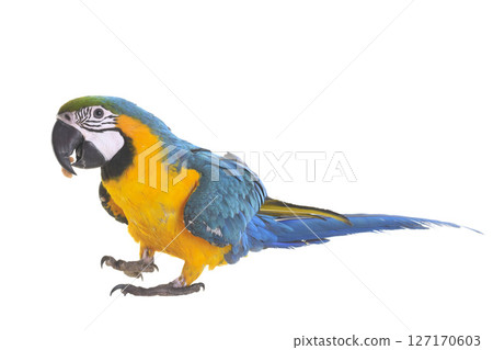 Blue-and-yellow macaw in studio 127170603