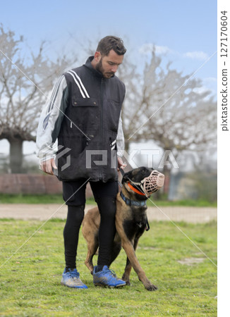 training of belgian shepherd 127170604