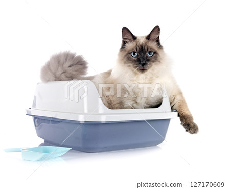 litter box in studio litter box in studio 127170609