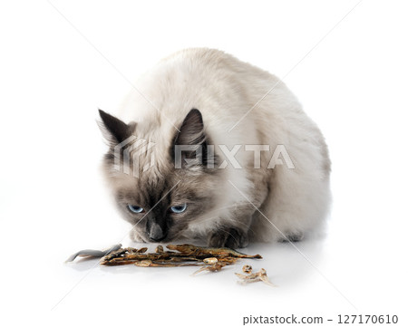 siberian cat in studio 127170610