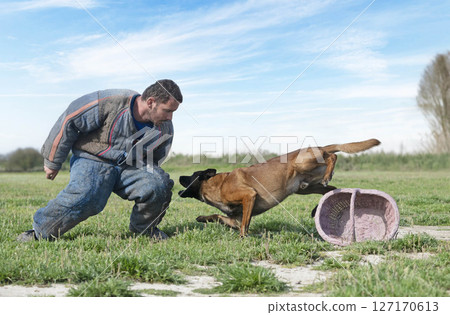 training of belgian shepherd 127170613