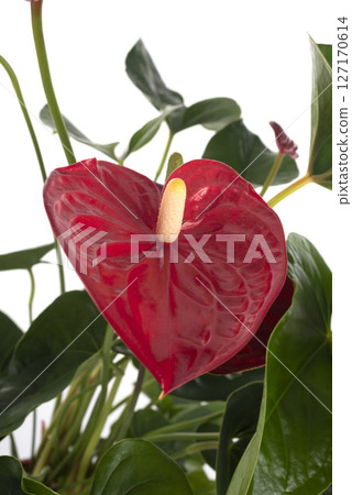 Anthurium andraeanum in studio Anthurium andraeanum in studio 127170614