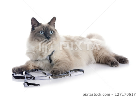 siberian cat in studio 127170617