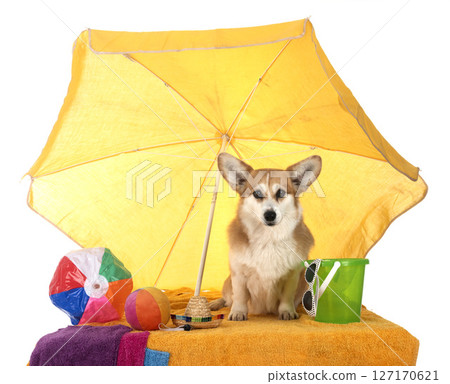 Pembroke Welsh Corgi Pembroke Welsh Corgi 127170621