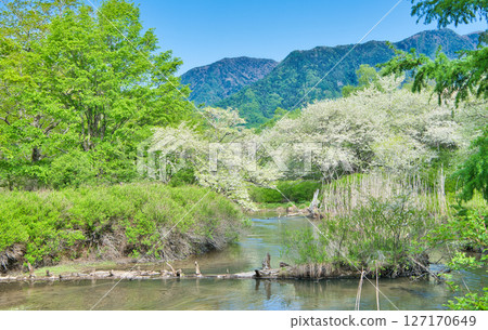 Nikko City, Tochigi Prefecture: Full-blooming Japanese quince flowers and the Yukawa River at Senjogahara in Oku-Nikko 127170649