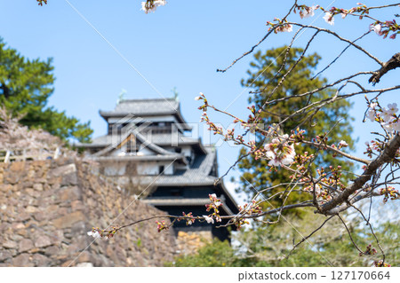島根郡：櫻花與國寶松江城天守閣 127170664