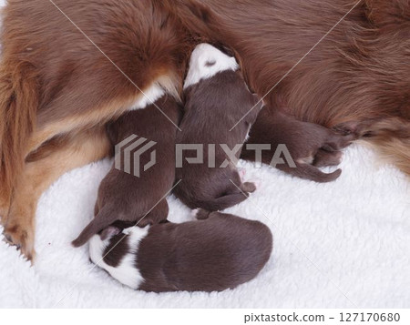 Mother dog is nursing her puppies 127170680