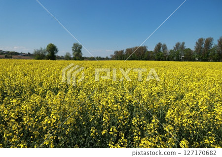 Field of yellow flowers with a blue sky in the background 127170682