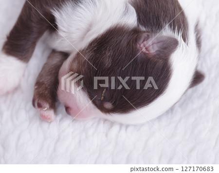 Puppy is sleeping on a white blanket 127170683