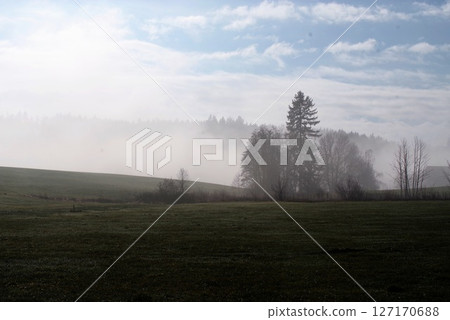 Foggy day with a tree in the middle of a field 127170688