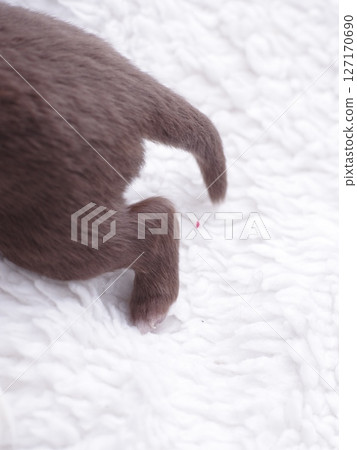 Puppy is walking on a white blanket with its tail wagging Puppy is walking on a white blanket with its tail wagging 127170690