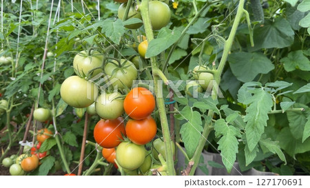 Beautiful red ripe tomatoes grown in a greenhouse. Summer. 127170691