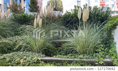 Close up of the ornamental grass Pennisetum alopecuroides Red Head in the garden Close up of the ornamental grass Pennisetum alopecuroides Red Head in the garden 127170692