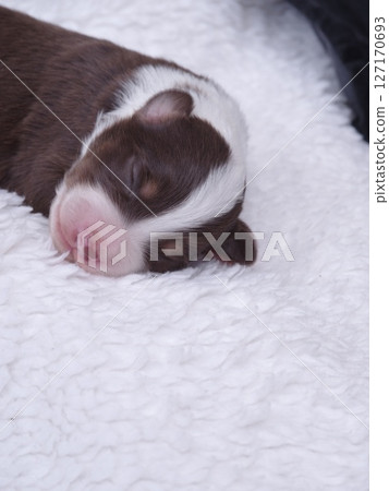 Brown and white puppy is sleeping on a white blanket Brown and white puppy is sleeping on a white blanket 127170693