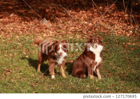 Two brown and white dogs are sitting in a grassy field 127170695