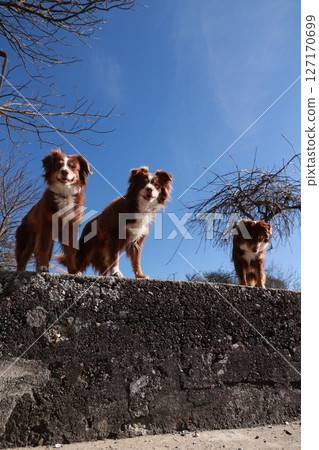 Three dogs are standing on a wall, looking at the camera Three dogs are standing on a wall, looking at the camera 127170699