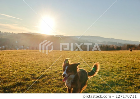Dog is running in a field with the sun shining on it 127170711