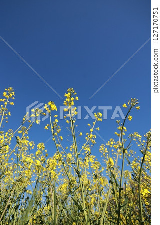 Field of yellow flowers with a blue sky in the background Field of yellow flowers with a blue sky in the background 127170751